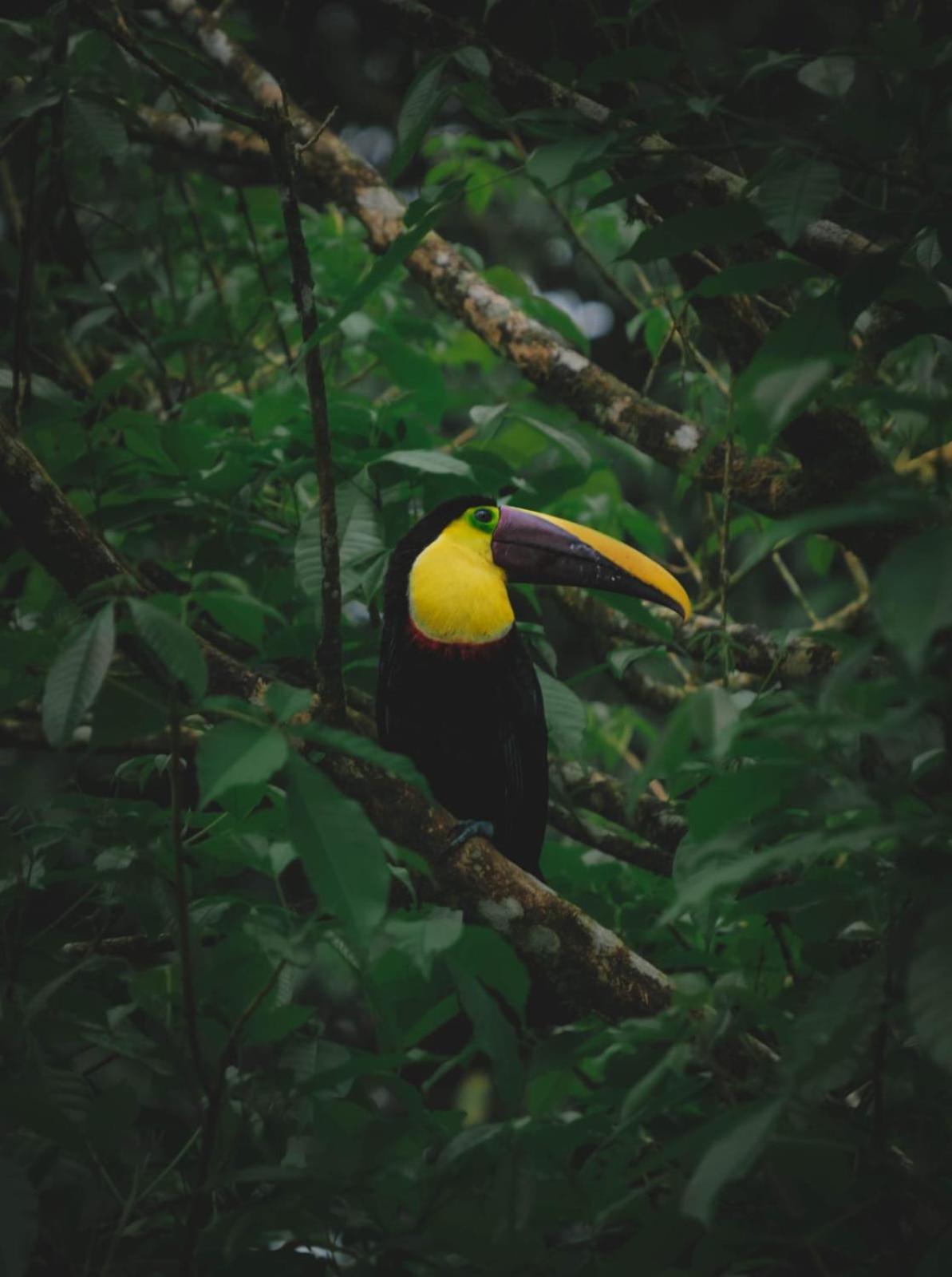 Yarumo Lodge, Rio Celeste Black Chalet Bijagua
